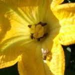 weibliche Blüte